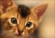 продам: Абиссинские котята - 2 мальчика дикого окраса - питомник SilkTail - Москва и Подмосковье