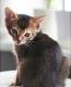 продам: Абиссинские котята - 2 мальчика дикого окраса - питомник SilkTail - Москва и Подмосковье