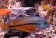продам: Редкие рыбки для вашего аквариума.Никарагуанская цихлозома.Московского развода.Фото - Москва и Подмосковье