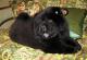 продам: Элитного чёрного окраса щенок Чау-Чау, мальчик, 1,5 месяца с щенячьими документами - Москва и Подмосковье
