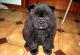 продам: Элитного чёрного окраса щенок Чау-Чау, мальчик, 1,5 месяца с щенячьими документами - Москва и Подмосковье