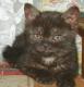 продам: Британский котик Чёрного окраса  - Москва и Подмосковье