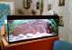 продам: аквариум juwel 240 литров и рыбки - Москва и Подмосковье