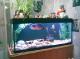 продам: аквариум juwel 240 литров и рыбки - Москва и Подмосковье