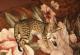 продам: Бенгальские котята  -   создают   эффект присутствия в доме прекрасного пятнистого леопарда. - Москва и Подмосковье