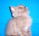 продам: Плюшевый британский лиловый мраморный котик. - Москва и Подмосковье