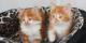 продам: курильские бобтейлы потрясающие котята-рысята - Москва и Подмосковье