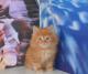продам: курильские бобтейлы потрясающие котята-рысята - Москва и Подмосковье