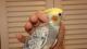 продам:  продается ручной молодой попугай самец кореллы - Москва и Подмосковье