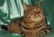 продам: Британские котята - тигрята , кошки и коты яркого окраса браун тэбби из питомника - Москва и Подмосковье