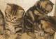 продам: Британские котята - тигрята , кошки и коты яркого окраса браун тэбби из питомника - Москва и Подмосковье