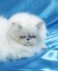 продам: персидская кошка для плеленного разведения - Москва и Подмосковье