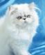 продам: персидская кошка для плеленного разведения - Москва и Подмосковье