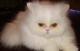продам: Шикарный персидский котик белый как снег - Москва и Подмосковье