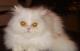 продам: Шикарный персидский котик белый как снег - Москва и Подмосковье