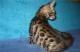 продам: Бенгальские котята ( маленькие леопардики) - Москва и Подмосковье