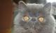 продам: продам персидскую кошку экстремального типа  2 года в связи с аллергией - Москва и Подмосковье