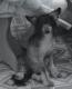 продам: Кобель китайской хохлатой собаки голый ищет невесту для вязки - Москва и Подмосковье
