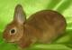продам: Карликовые крольчата - цветные, рексы, гермелины - Москва и Подмосковье