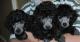 продам: щенки карликового серебристого пуделя - Москва и Подмосковье