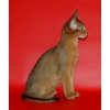 Абиссинские котята из питомника ”Bluecourage”