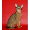 Абиссинские котята из питомника ”Bluecourage”