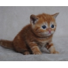 Британские и скоттиш-фолд котята окраса красный мрамор