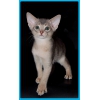 Абиссинские котята голубого окраса