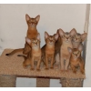 Абиссинские котята из питомника.