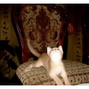 Абиссинские котята от интер-чемпиона
