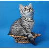 Котенок из рекламы Вискас