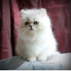 Персидские кошки,  серебристые  шиншиллы.  Котята