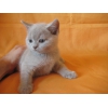 Питомник Ольги Барсуковой.  Британские котята голубые и лиловые