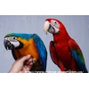 Попугай Ара – ручные птенцы выкормыши – разные виды