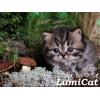 Породистые котята из питомника Lumicat.