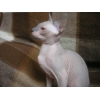 Продается котик Донского сфинкса редкого окраса.