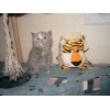 Продам очаровательного британского котенка,  Ясенево.