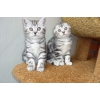 Роскошные мраморные шотландские котята