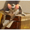 петербургские сфинксы-котята