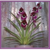 самые красивые цветы в мире - орхидеи