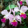 самые красивые цветы в мире - орхидеи