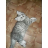 Котик редкого серебристого окраса полуперс-полусибиряк