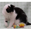Красавец кот Томас Андерс ищет дом